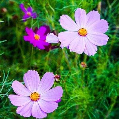 星空下载站官网app下载